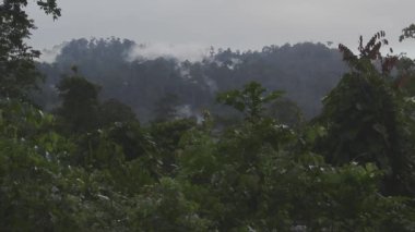 Bornean yağmur ormanlarının üzerinde bulut, manzara manzarası