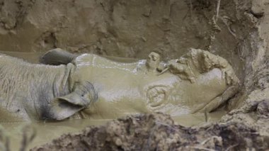 Bornean gergedanı çamur banyosunda uyuyor.