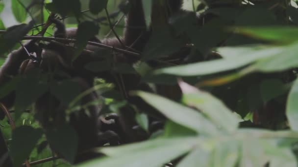 Gibbon Drzewie Borneo — Wideo stockowe