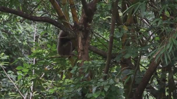Gibbon Dans Arbre Malaisie — Video