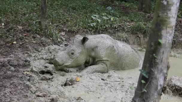 Young Sumatran Rhinoceros Bath — Stock Video