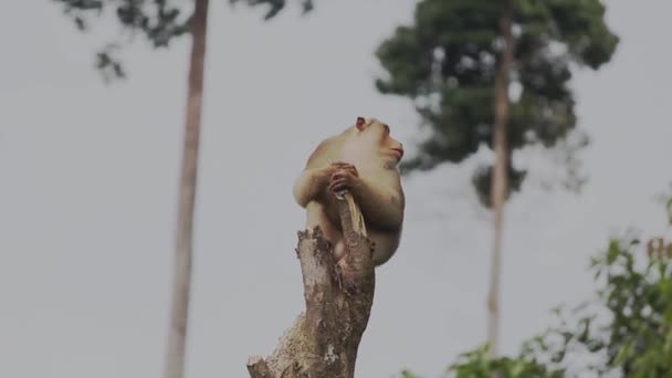 Macaque Monkey Watching Top Tree — Stock Video