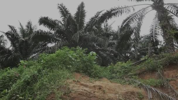 Déforestation Bornéo Changement Climatique — Video