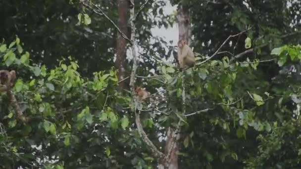 Macaque Opice Sedí Vrcholu Stromu — Stock video