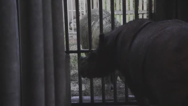Молодой Суматранский Носорог Борнео Малайзия — стоковое видео
