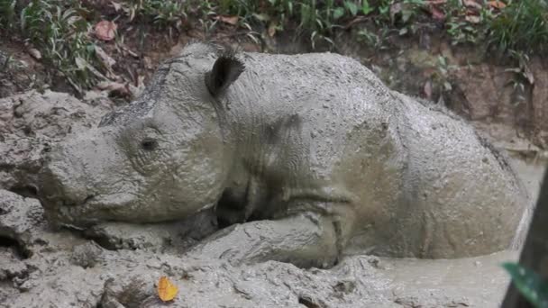Joven Rinoceronte Sumatra Borneo Malasia — Vídeos de Stock