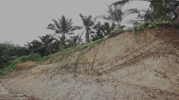 Changement Climatique Huile Palme Déforestation Bornéo — Video