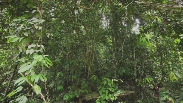 Vista Panorámica Selva Borneana Filmación Desde Suelo — Vídeos de Stock