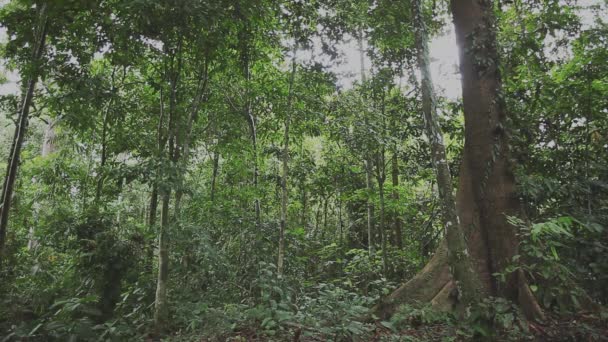 Dans Forêt Tropicale Énorme Arbre Bornéo — Video