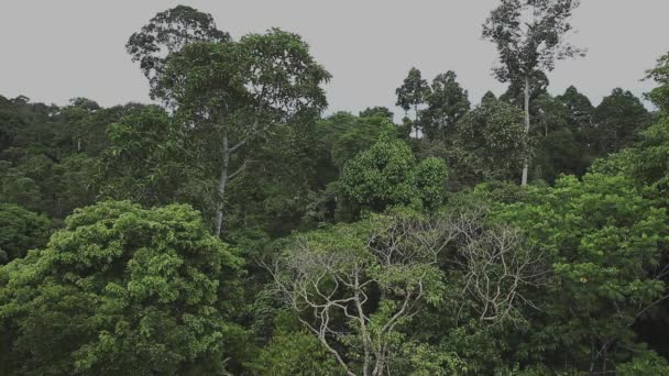 Vue Panoramique Sur Forêt Tropicale Bornéo — Video