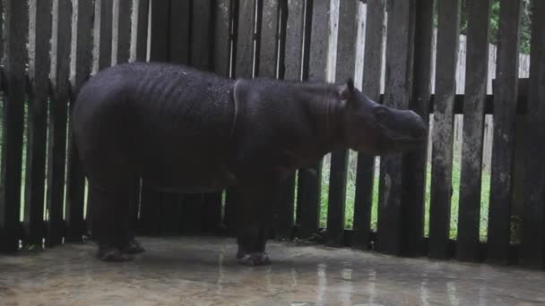 Animal Peligro Extinción Rinoceronte Sumatra — Vídeo de stock