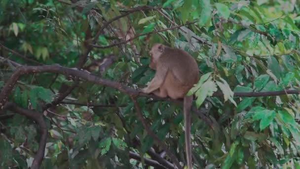 Makak Maymun Oturuyor Malezya — Stok video