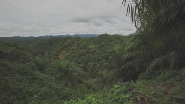 Olio Palma Piantagione Malesia Borneo — Video Stock