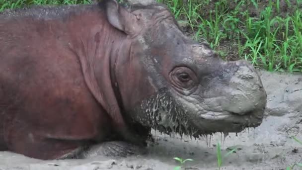 Mud Bath Sabah Rhinoceros Close — Stock Video