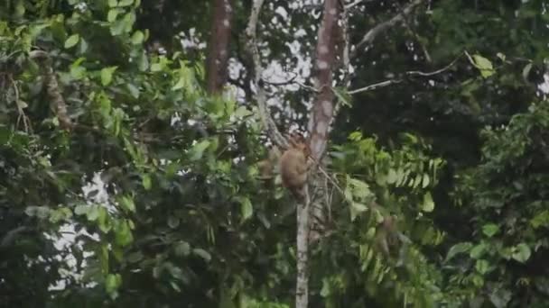 Singes Macaques Assis Grimper Sur Arbre — Video