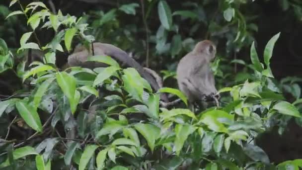 Monos Macacos Jóvenes Escalando Malasia — Vídeo de stock