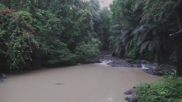 Petite Rivière Dans Forêt Tropicale Réserve Faunique Tabin — Video