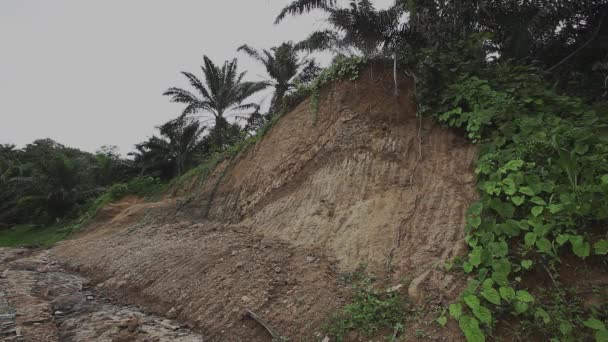 Déforestation Bornéo Huile Palme — Video