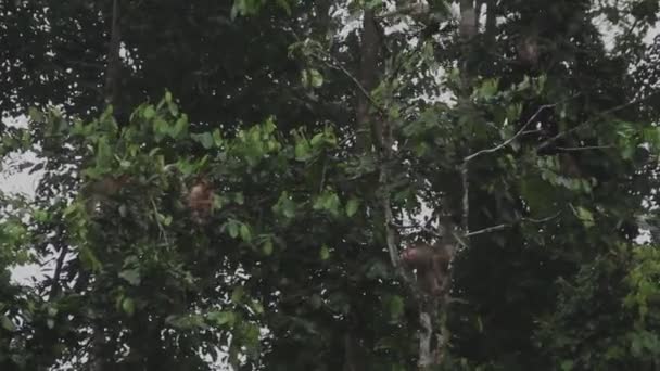 Dvě Makaque Opice Hrát Křoví Mezi Zeleným Listoví Malajsie — Stock video