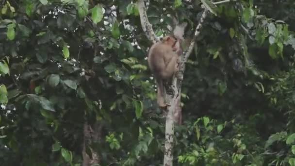 Singe Macaque Assis Sommet Arbre — Video