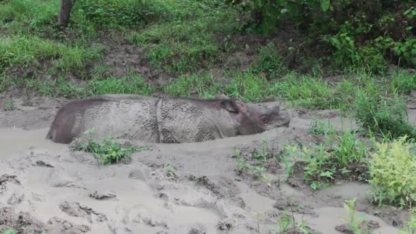 Mud Bath Sabah Rhinoceros Borneo — Stock Video