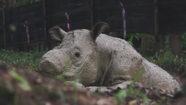 Милый Суматранский Носорог Малайзия Борнео — стоковое видео