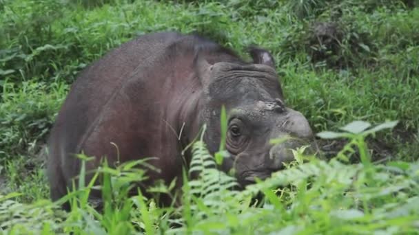 Tamtam Sabah Rhino Borneo Maleisië — Stockvideo