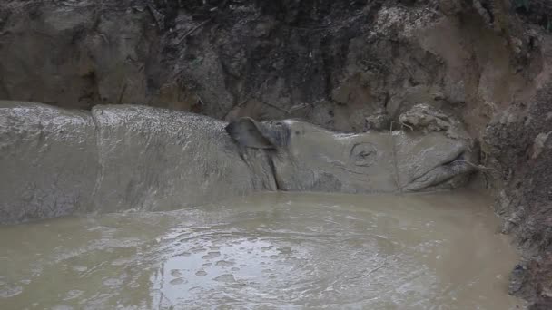 Sumatran Rhinoceros Sleeping Mud Bath — Stock Video