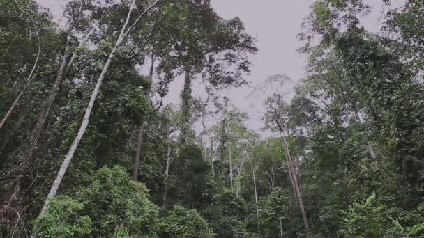 Красивый Тропический Лес Борнео Широкий Угол — стоковое видео