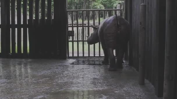 Área Protección Proyecto Sabah Rhino Animal Peligro Extinción — Vídeo de stock