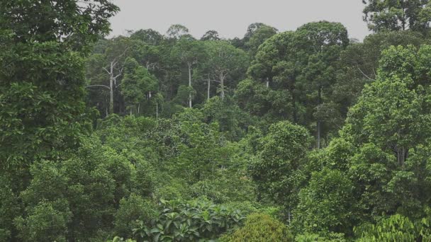Панорамный Вид Борнейский Тропический Лес — стоковое видео