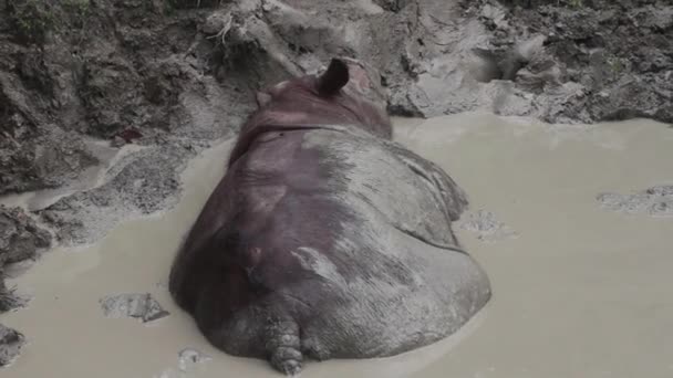 Rhino Slaapt Bad Sabah Borneo — Stockvideo