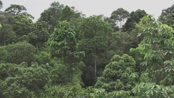 Forêt Tropicale Bornéo Vue Panoramique — Video