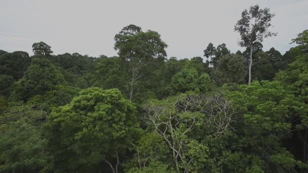 マレーシアのボルネオ島の熱帯雨林天蓋から撮影 — ストック動画