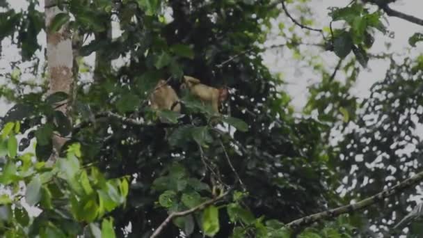 Selva Tropical Borneo Malasia Filmando Desde Dosel — Vídeos de Stock