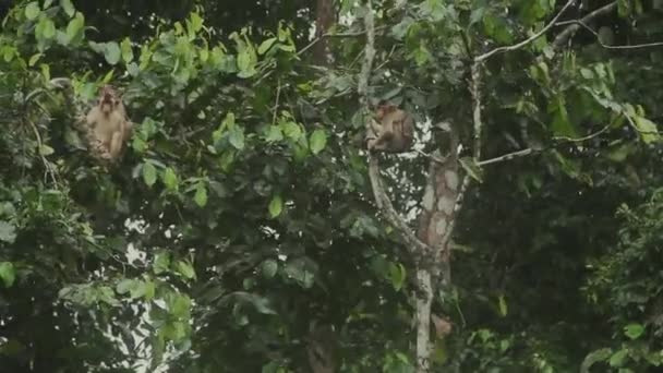 Selva Tropical Borneo Malasia Filmando Desde Dosel — Vídeos de Stock