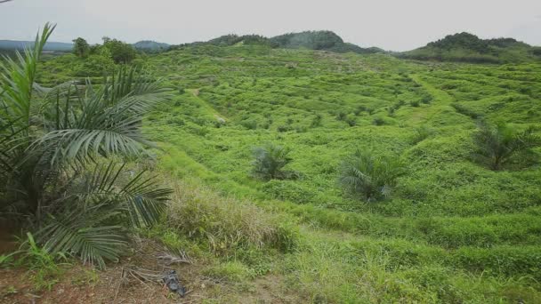 Foresta Pluviale Nel Borneo Malesia Riprese Dal Baldacchino — Video Stock