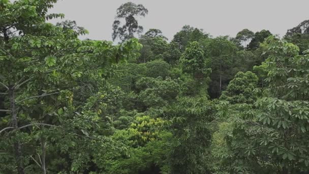 マレーシアのボルネオ島の熱帯雨林天蓋から撮影 — ストック動画