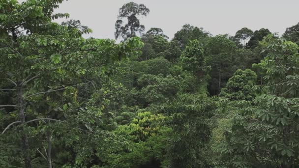 Forêt Tropicale Bornéo Malaisie Filmant Depuis Couvert Forestier — Video