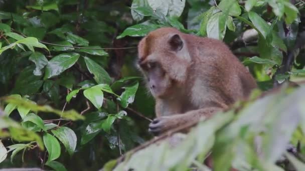 Selva Tropical Borneo Malasia Filmando Desde Dosel — Vídeo de stock
