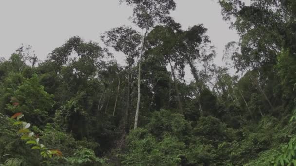 Arbre Énorme Dans Forêt Tropicale Sabah Bornéo — Video