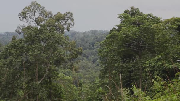 Огромный Тропический Лес Борнео Малайзия Облачный День — стоковое видео