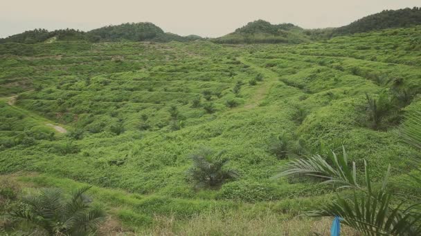 Панорамный Вид Гигантскую Плантацию Пальмового Масла — стоковое видео