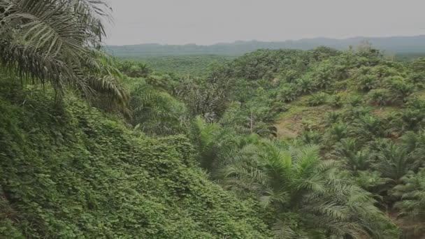 ボルネオの巨大な熱帯雨林 マレーシア 曇りの日 — ストック動画