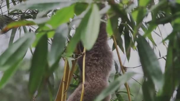 Borneo Gibbon Gatunki Zagrożone Wyginięciem Lasów Deszczowych — Wideo stockowe