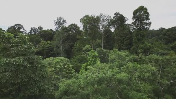 Forêt Tropicale Bornéo Prise Vue Depuis Verrière Vue Panoramique — Video
