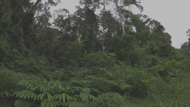 Огромное Дерево Тропическом Лесу Сабах Борнео — стоковое видео
