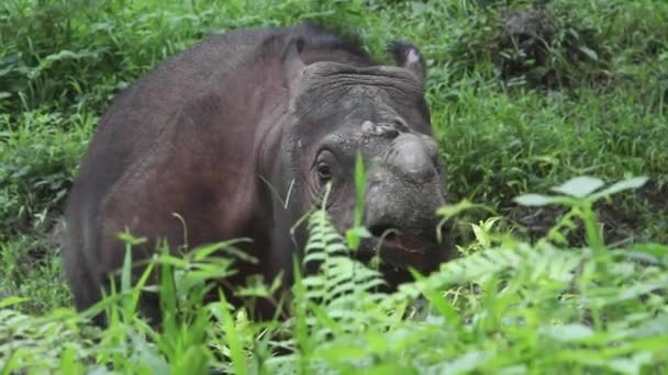 Тамтам Сабах Носорог Борнео Малайзия — стоковое видео