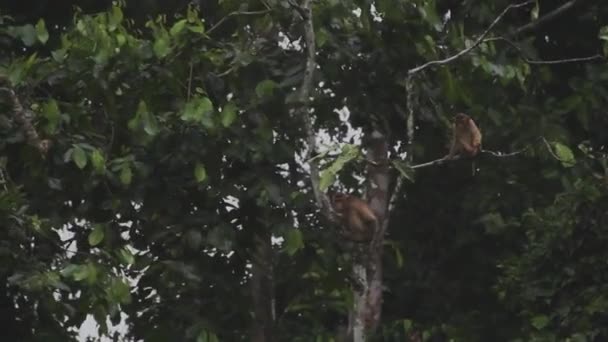 マレーシアの緑の葉の茂みで遊ぶ2匹のマカクのサル — ストック動画
