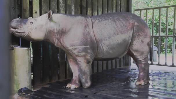 Sabah Rhino Conservation Project Borneo Malaysia — Stock Video